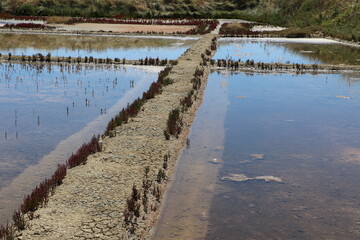 Marais salants de Guérande