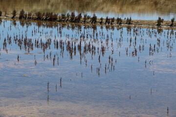 Marais salants de Guérande