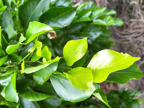 Indian pongam tree with beautiful yellowish green leaves.  Scientific name is pongamia millettia