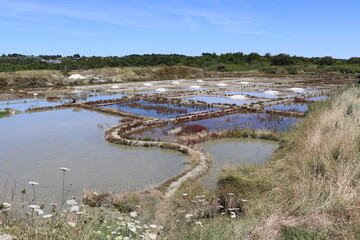 Marais salants de Guérande
