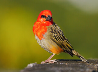 Red Fody bird