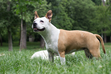 Friendly dog smile, standing and looking around. Playing in the public park