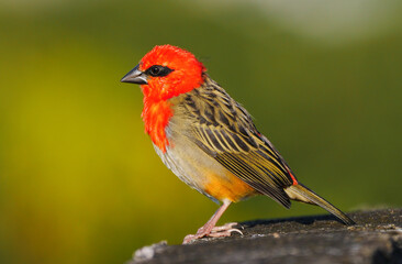 Red Fody bird from Mauritius