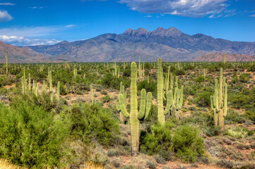 Sea of Saguaro Cacti with Four Peaks in the distance
