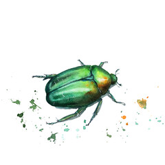 watercolor drawing of an insect - bronze beetle