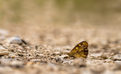 Dark Forest Brown / Pararge aegeria