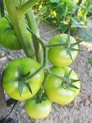 green tomatoes in the garden