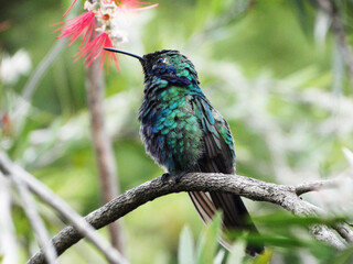 kingfisher on a branch