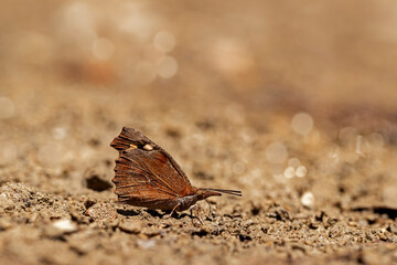 Çitlembik Butterfly / Libythea celtis