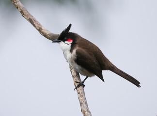 Red Whiskered Bulbul bird