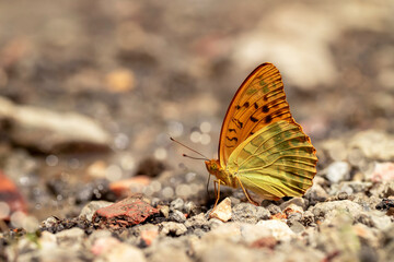 Fototapeta na wymiar Gengaver butterfly ; Argynnis paphia