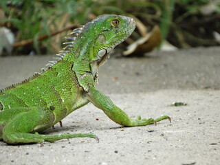 green iguana on the tree