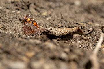 Çitlembik Butterfly / Libythea celtis