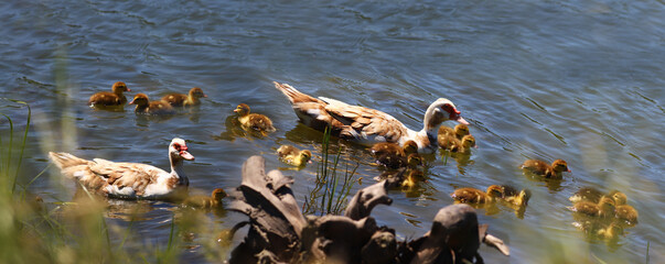 A family of musk ducks on the river waves...