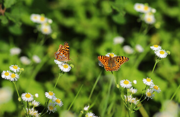 Beautiful, Mother-of-pearl butterflies on chamomile flowers...