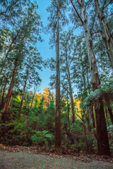 forest in autumn