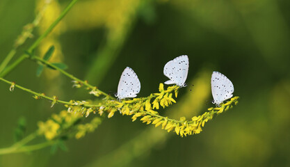 Three blue moth on a yellow flowers, on a blurry green background
