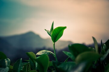 Beautiful landscape view of a tea leaf in focus with mountains in background over the lush green tea estates.