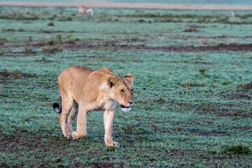 Lioness (Panthera leo) in the early morning light of the Maasai Mara, Kenya