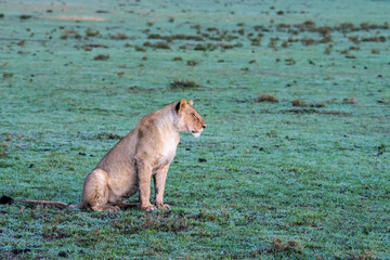 Lioness (Panthera leo) in the early morning light of the Maasai Mara, Kenya