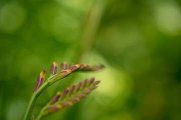 close up of a flower