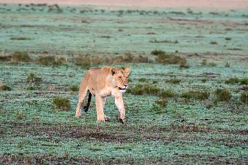 Fototapeta na wymiar Lioness (Panthera leo) in the early morning light of the Maasai Mara, Kenya