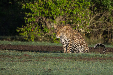 Leopard (Panthera pardus) in the early morning sunlight in the Maasai Mara, Kenya
