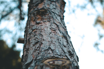 tree bark background view. in the background.