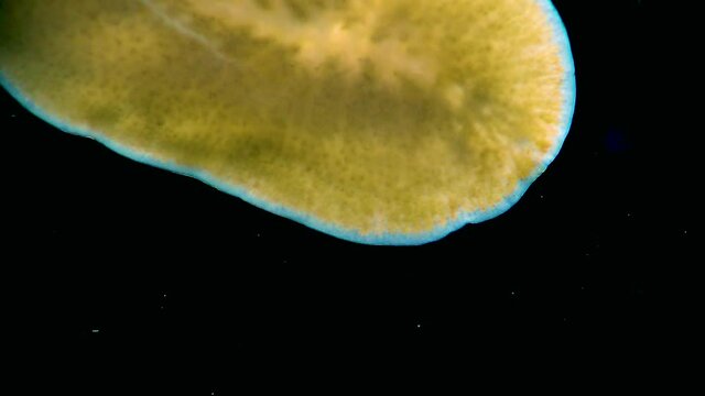 Black Sea. Marine flatworm, planaria, crawling on the glass