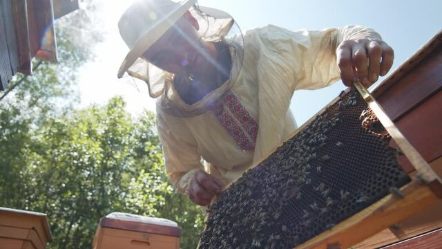 Beekeeper examines honeycomb frame with bees and places inside a beehive. Apiculture worker. Beekeeping business. Apiary. Alternative medicine.