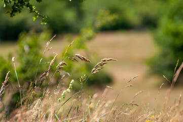 summer flora and grass in focus