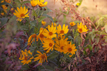 Yellow flower on sun light