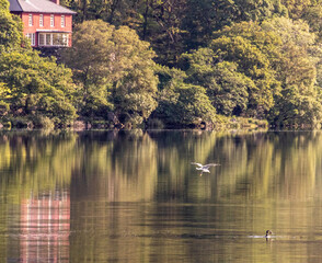 reflection of trees in the lake