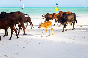 Vaches et Kytesuf sur une belle plage de Zanzibar en Tanzanie