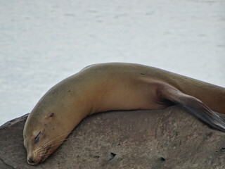 Fototapeta premium galapagos sea lion