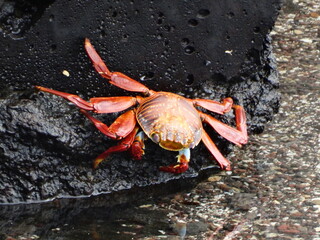 crab on the beach