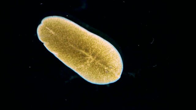 Black Sea. Marine flatworm, planaria, crawling on the glass