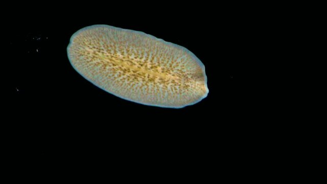 Black Sea. Marine flatworm, planaria, crawling on the glass