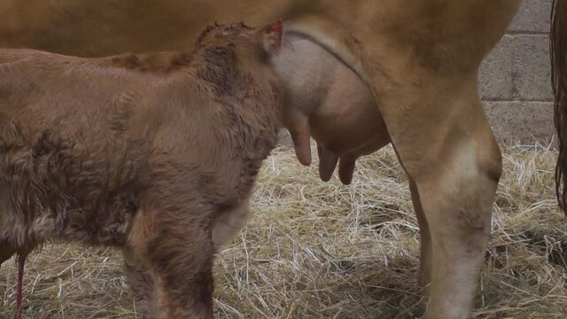 New born Limousin calf, finding teats for first drink of colostrum milk