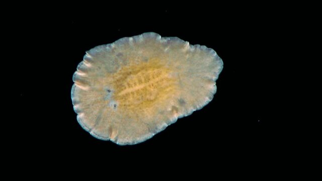 Black Sea. Marine flatworm, planaria, crawling on the glass