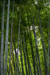 Fototapeta premium Forêt de bambou