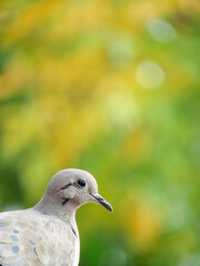 close up of a seagull