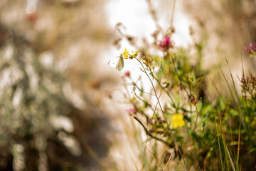 wild flowers in spring with a butterfly