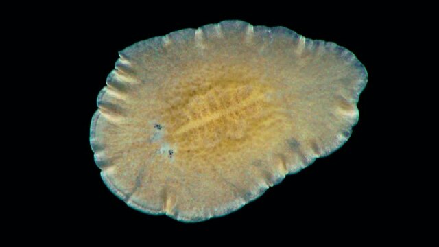 Black Sea. Marine flatworm, planaria, crawling on the glass