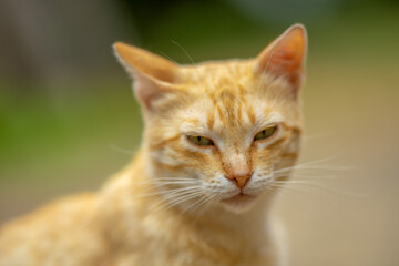 Fototapeta na wymiar Lovely ginger cat closeup portrait in summer garden.