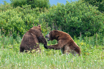 Two large male coastal brown bears (Ursus arctos) fighting in a green meadow in the Katmai NP, Alaska