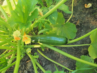 A young green zucchini fruit is growing. Olericulture.