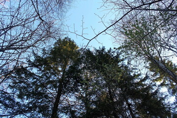 Beautiful nature in early spring in sunny weather. Unique image of the environment