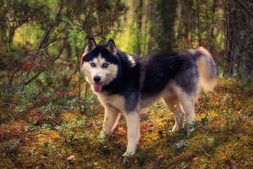 Husky in the pine forest