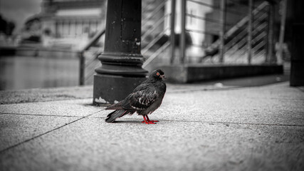 pigeon on the street